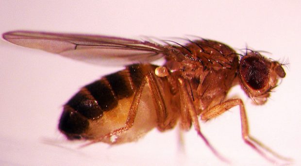  Drosophila melanogaster , Oregon State University, Flickr, CC BY-SA 2.0