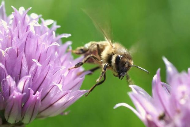 Eine Honigbiene entfernt sich von einer Blüte