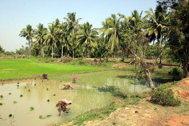 Indische Dorfbewohner arbeiten auf einem Reisfeld