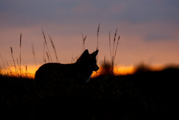 Fuchs bei Nacht