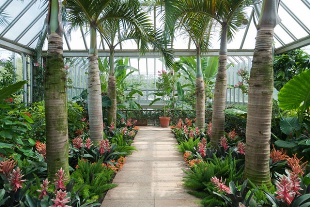  Tropical Greenhouse, Jonathen Kriz, Flickr, CC BY-SA 2.0