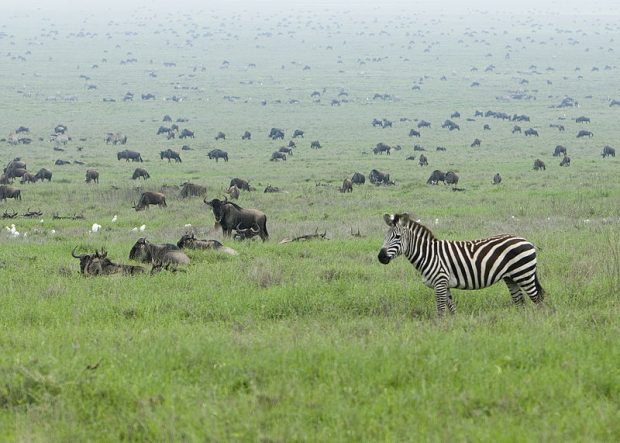 von David Dennis from Pozuelo de Alarcón, Madrid, Spain (Zebra in the Serengeti Wildebeest Migration) [CC BY-SA 2.0 (http://creativecommons.org/licenses/by-sa/2.0)], via Wikimedia Commons