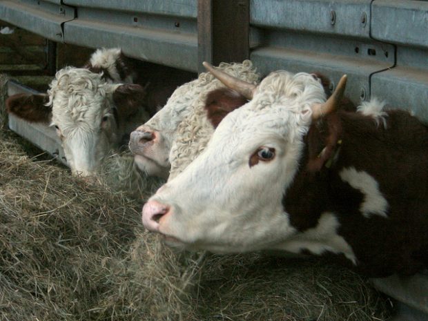 Foto:  heads, Kai Schreiber, Flickr, CC BY-SA 2.0