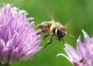 Eine Honigbiene entfernt sich von einer Blüte