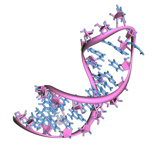 RNA, Grafik:  RNA, AJ Cann, Flickr, CC BY-SA 2.0
