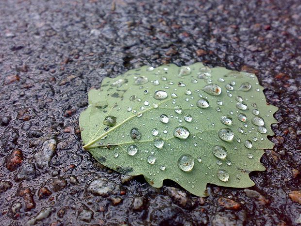 Foto:  Leaf, elmindreda, Flickr, CC BY-SA 2.0
