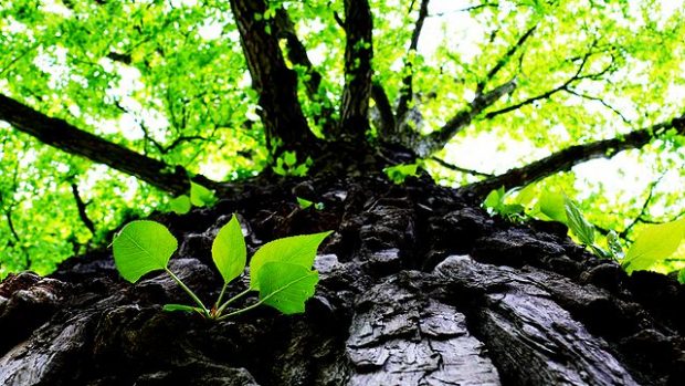 Von Henrik Sachse - Selbst fotografiert, CC BY-SA 3.0 de, Link