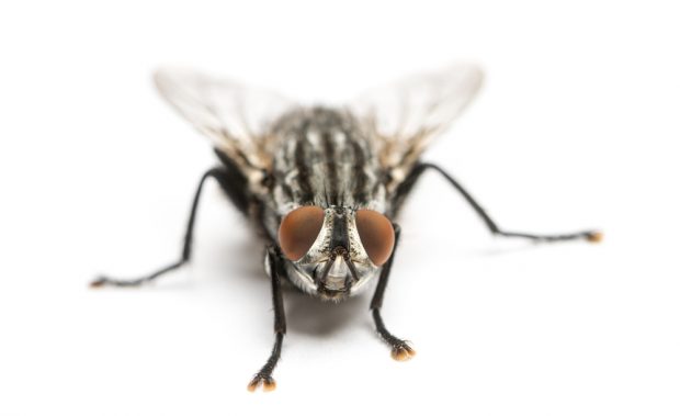 Forscher hacken sich in Fliegengehirne ein, um die Tiere fernzusteuern